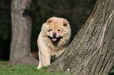 CHOW CHOW 664